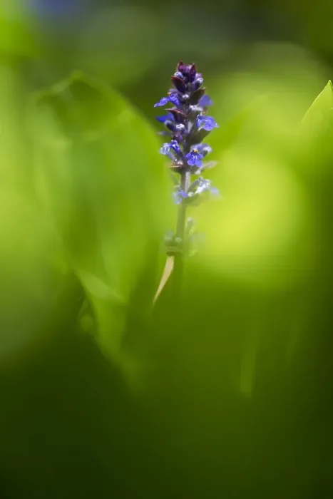 Framed Print : Bugle Print - Ajuga reptans Flower Illustration Framed Print : Bugle Print - Ajuga reptans Flower Illustration