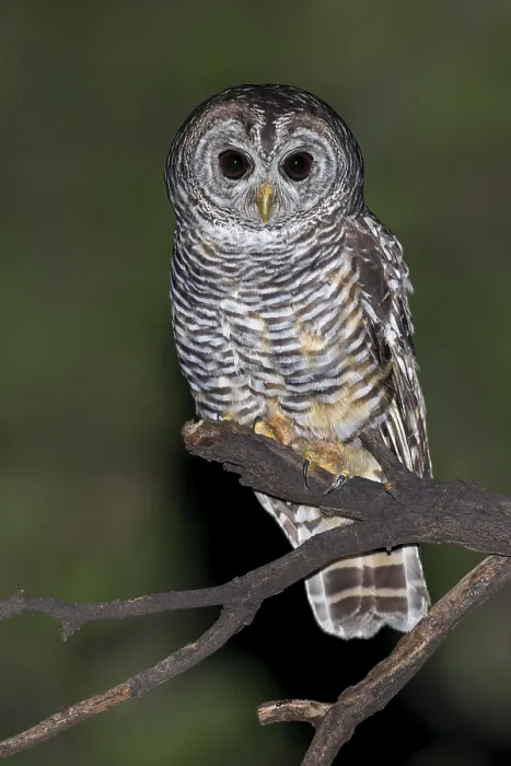 Framed Print : Chaco Owl Print - A Nighttime Perch in Argentina Framed Print : Chaco Owl Print - A Nighttime Perch in Argentina