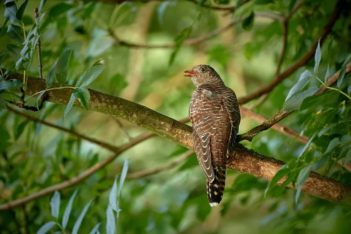 Framed Print : Common Cuckoo Print - Rufous Fledgling Framed Print : Common Cuckoo Print - Rufous Fledgling