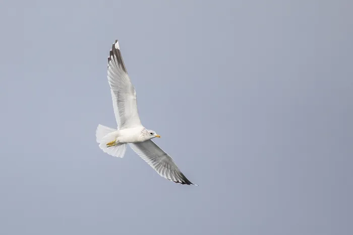 Framed Print : Common Gull Print, Adult in Flight Framed Print : Common Gull Print, Adult in Flight