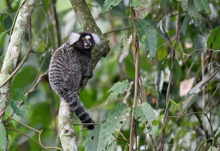 Framed Print : Print of Common Marmoset perched in a Brazilian tree Framed Print : Print of Common Marmoset perched in a Brazilian tree