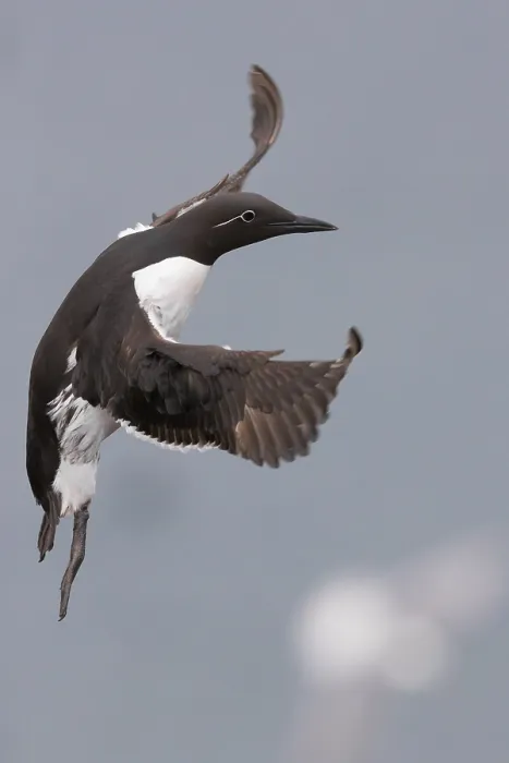 Framed Print : Common Murre Print - Adult in Flight