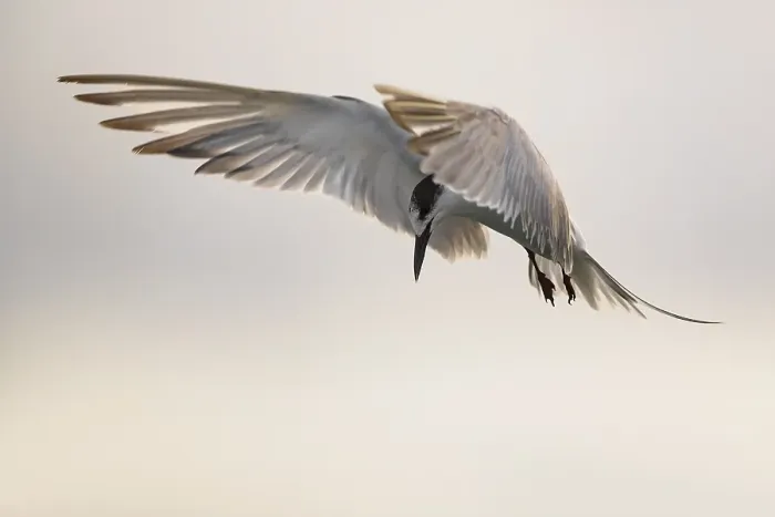 Framed Print : Print of Common Tern (Sterna hirundo) in Mid-Air over the Azores
