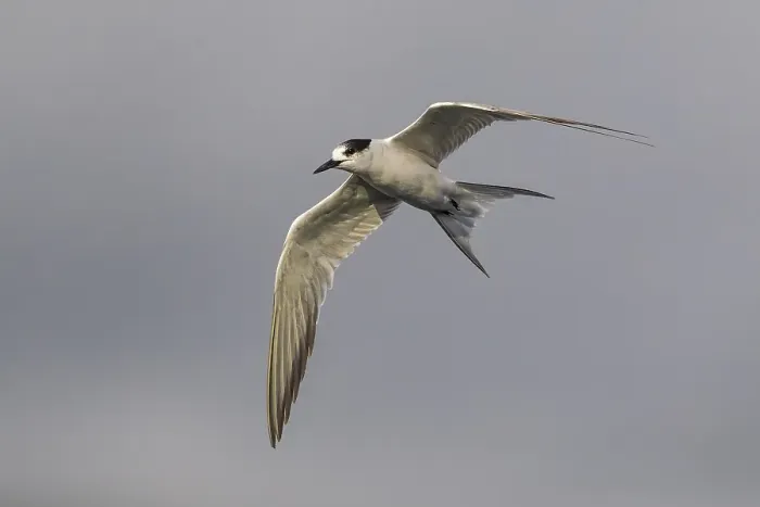 Framed Print : Print of First-winter Common Tern in Flight