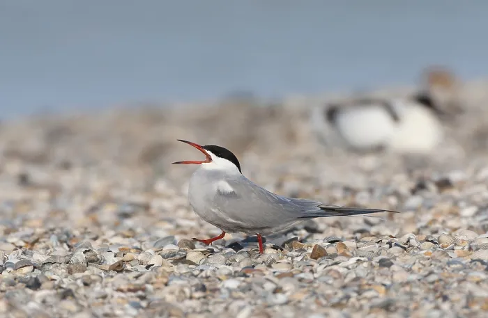 Framed Print : Common Tern Print from Texel Netherlands Framed Print : Common Tern Print from Texel Netherlands