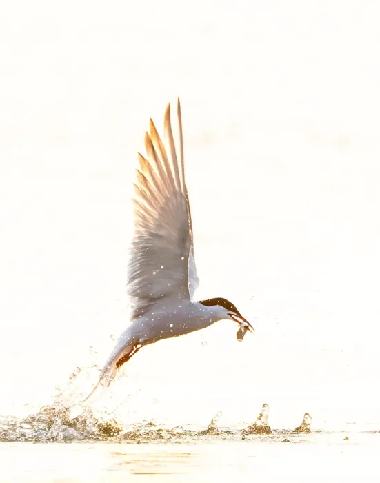 Framed Print : Common Tern Print - Sterna hirundo in Flight over the North Sea Framed Print : Common Tern Print - Sterna hirundo in Flight over the North Sea