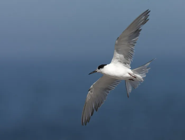 Framed Print : Print of a worn Common Tern from below, showing under wings Framed Print : Print of a worn Common Tern from below, showing under wings