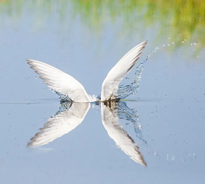 Framed Print : Print of Adult Common Tern Diving in Freshwater Lake