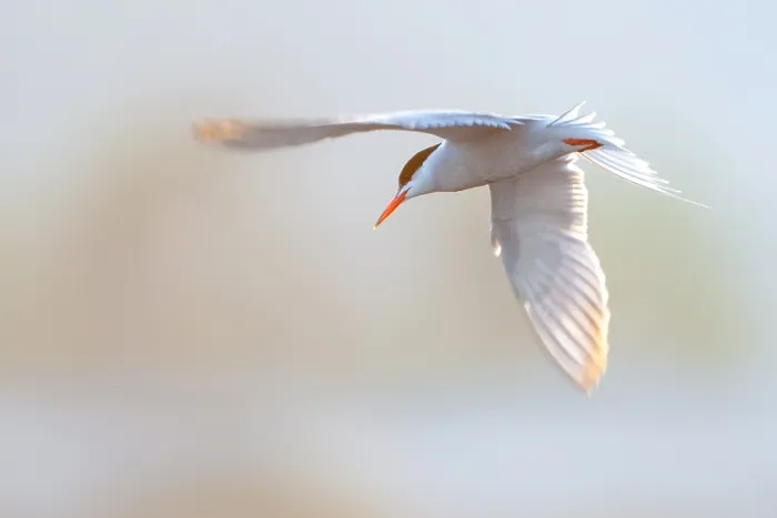 Framed Print : Adult Common Tern in Flight Print Framed Print : Adult Common Tern in Flight Print