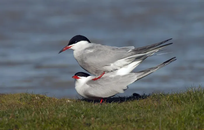Framed Print : Common Tern Print from Texel Netherlands