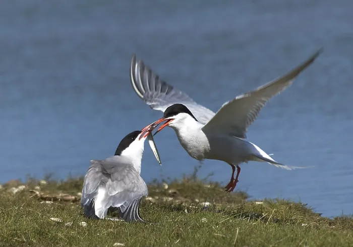Framed Print : Common Tern Print with Fish Framed Print : Common Tern Print with Fish