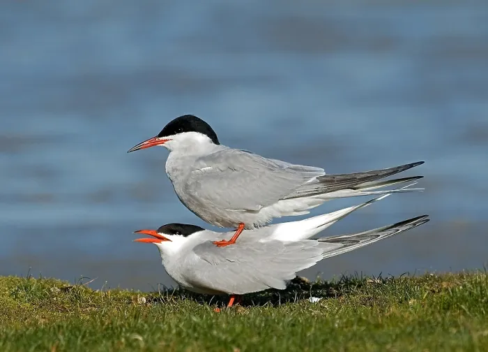 Framed Print : Common Tern Print - Sterna hirundo Mating Pair Framed Print : Common Tern Print - Sterna hirundo Mating Pair