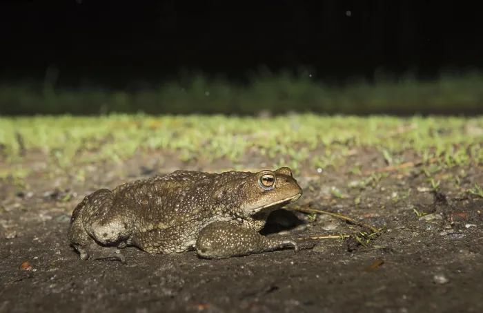 Framed Print : Common Toad Print, a photograph of Bufo bufo Framed Print : Common Toad Print, a photograph of Bufo bufo