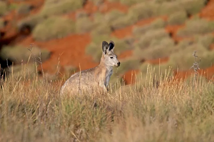 Framed Print : Common Wallaroo Print (Macropus robustus) Framed Print : Common Wallaroo Print (Macropus robustus)