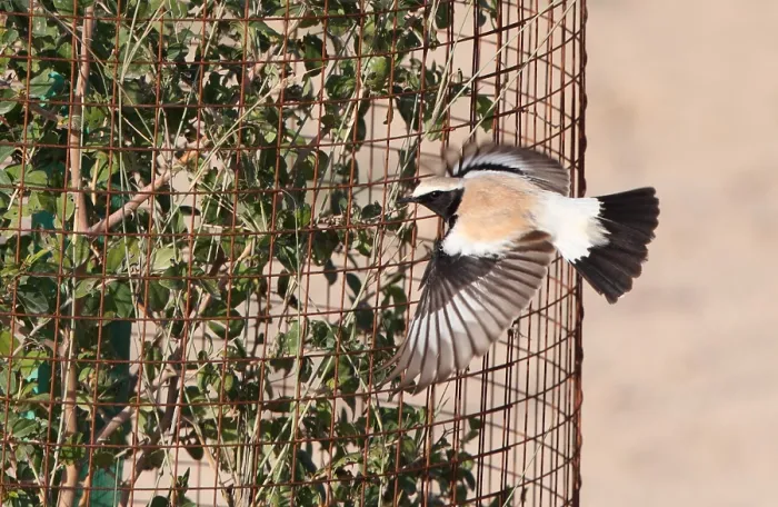 Framed Print : Print of Desert Wheatear in flight over UAE landscape Framed Print : Print of Desert Wheatear in flight over UAE landscape