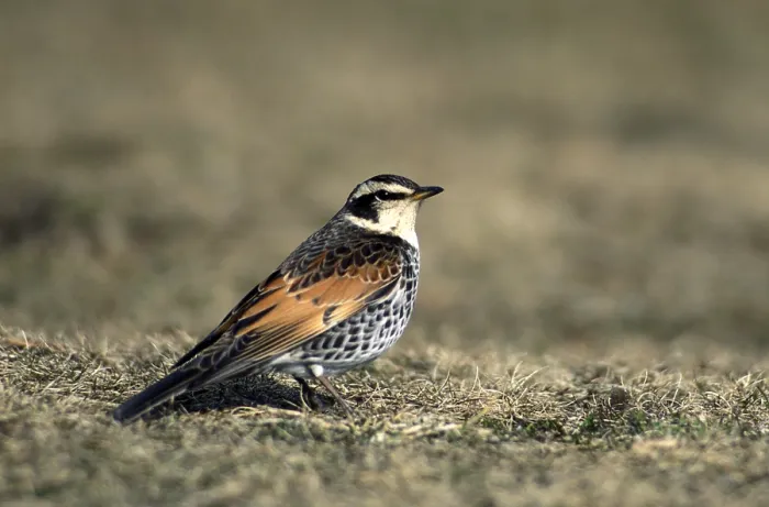 Framed Print : Dusky Thrush Print: Turdus eunomus Perched on the Ground