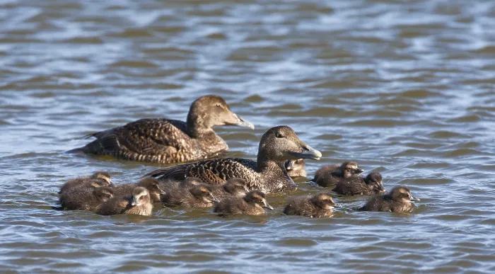 Framed Print : Common Eider Print: Mother with Young Framed Print : Common Eider Print: Mother with Young