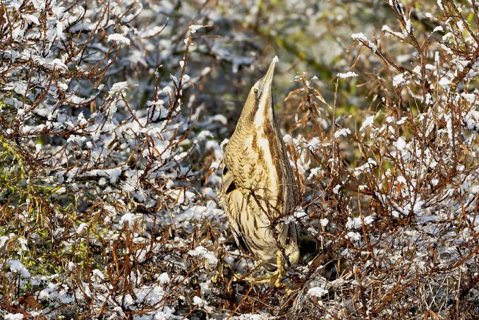 Framed Print : Eurasian Bittern Print, Netherlands Winter Scene Framed Print : Eurasian Bittern Print, Netherlands Winter Scene