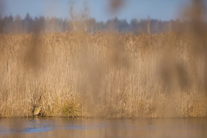 Framed Print : Eurasian Bittern Print: Standing on Ice in German Reed Bed