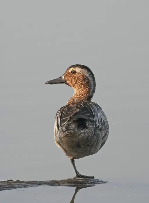 Framed Print : Garganey Male Print - Anas querquedula from Agami Framed Print : Garganey Male Print - Anas querquedula from Agami