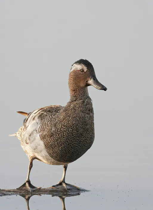 Framed Print : Garganey Print: Male Anas querquedula from Agami