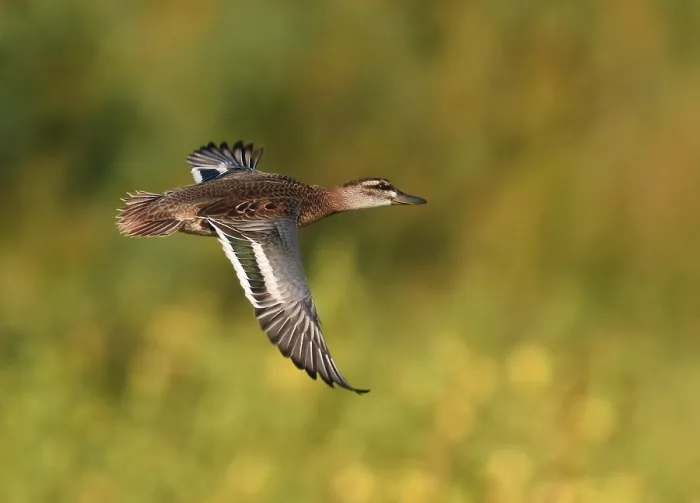Framed Print : Print of First-winter male Garganey in flight Framed Print : Print of First-winter male Garganey in flight