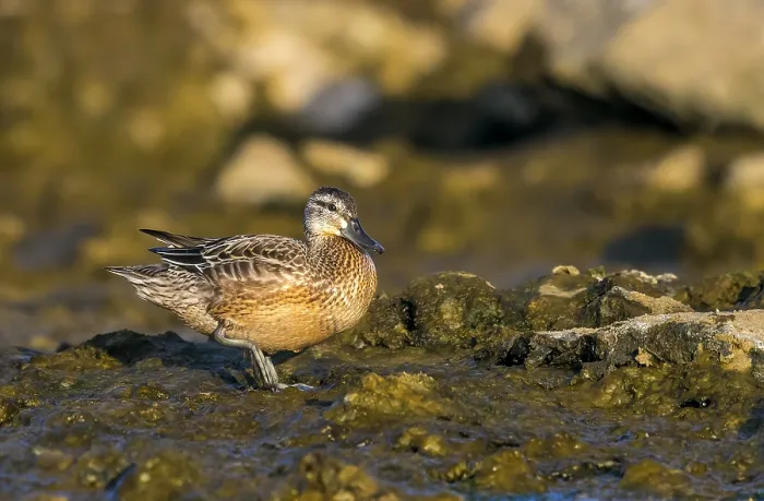 Framed Print : Garganey Print - Juvenile Walking on Mudflat in Azores Framed Print : Garganey Print - Juvenile Walking on Mudflat in Azores