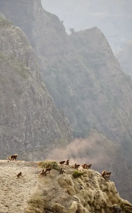 Framed Print : Gelada Print: Group of Geladas in the Semien Mountains