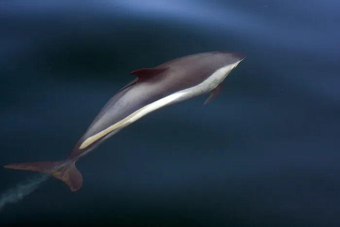 Framed Print : Striped Dolphin Print - Underwater Photo Framed Print : Striped Dolphin Print - Underwater Photo