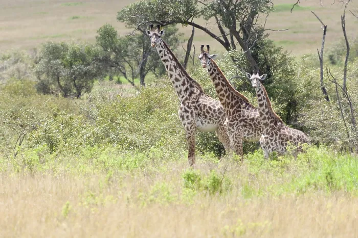 Framed Print : Giraffe Print: Herd Standing in Grass Framed Print : Giraffe Print: Herd Standing in Grass