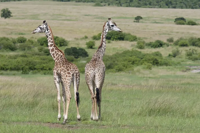 Framed Print : Giraffe Print in a Grassland Scene