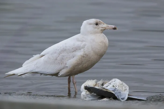 Framed Print : Glaucous Gull Print, juvenile feeding on a gull Framed Print : Glaucous Gull Print, juvenile feeding on a gull