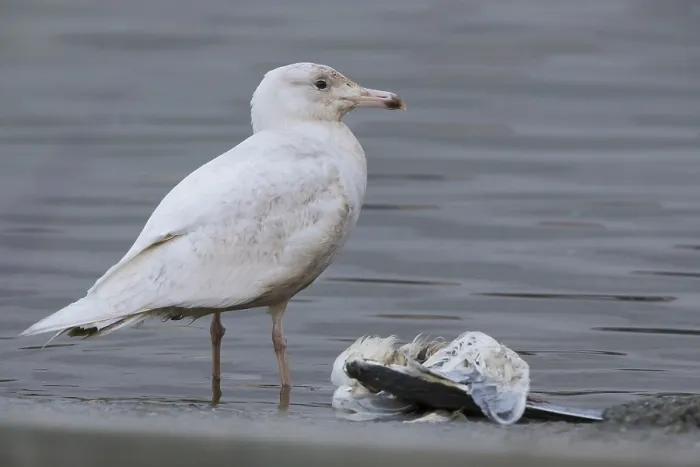 Framed Print : Glaucous Gull Print - Juvenile Feeding on a Gull Framed Print : Glaucous Gull Print - Juvenile Feeding on a Gull
