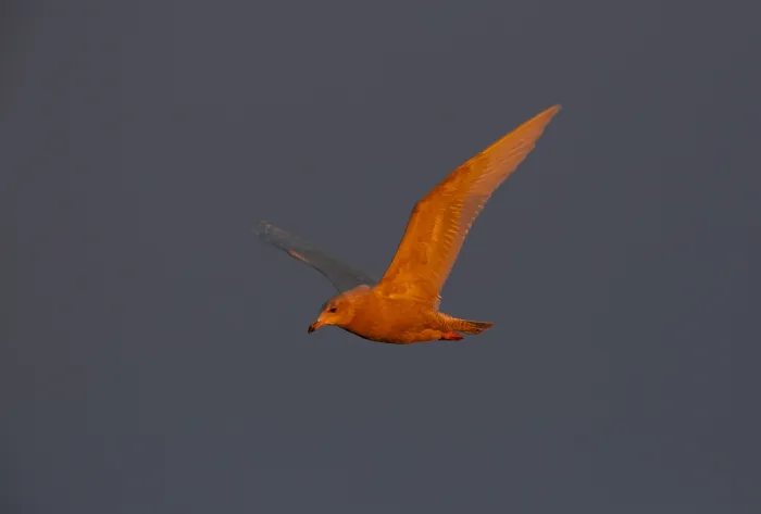 Framed Print : Glaucous Gull Print - First-winter in Flight over Alaskan Sunset Framed Print : Glaucous Gull Print - First-winter in Flight over Alaskan Sunset