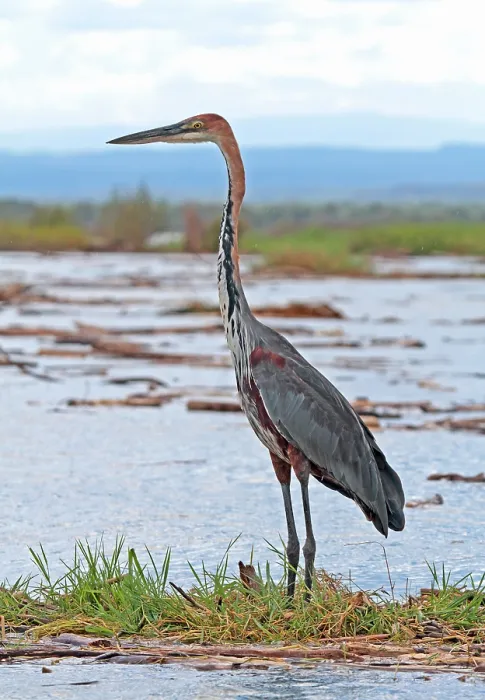 Framed Print : Goliath Heron Print Framed Print : Goliath Heron Print