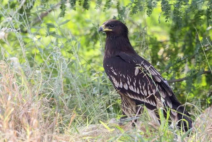 Framed Print : Greater Spotted Eagle Print, Juvenile Bird on Grass Framed Print : Greater Spotted Eagle Print, Juvenile Bird on Grass