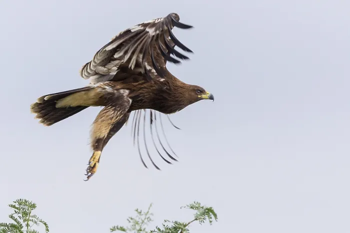 Framed Print : Greater Spotted Eagle Print, Juvenile in Flight Framed Print : Greater Spotted Eagle Print, Juvenile in Flight