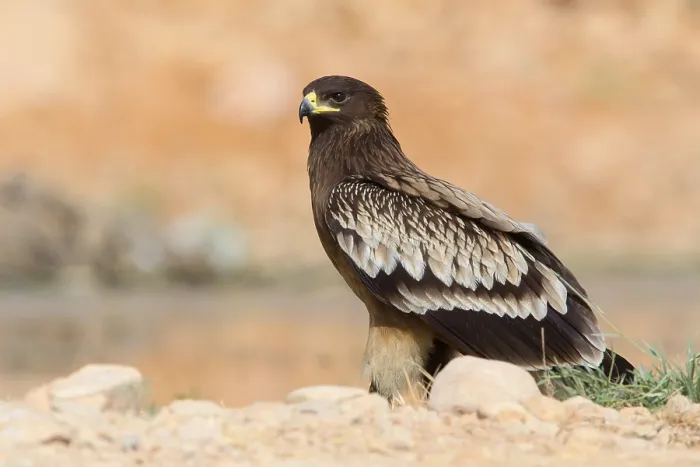 Framed Print : Greater Spotted Eagle Print - Juvenile Bird Standing on Ground in Oman
