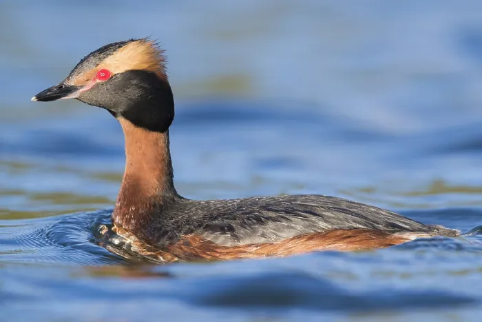 Framed Print : Horned Grebe Print: Adult Swimming Framed Print : Horned Grebe Print: Adult Swimming