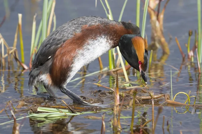 Framed Print : Horned Grebe Print: Adult Standing on Nest Framed Print : Horned Grebe Print: Adult Standing on Nest
