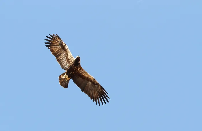 Framed Print : Print of Eastern Imperial Eagle in Flight Framed Print : Print of Eastern Imperial Eagle in Flight