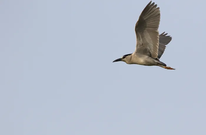 Framed Print : Nycticorax nycticorax Print, a Black-crowned Night Heron Image Framed Print : Nycticorax nycticorax Print, a Black-crowned Night Heron Image