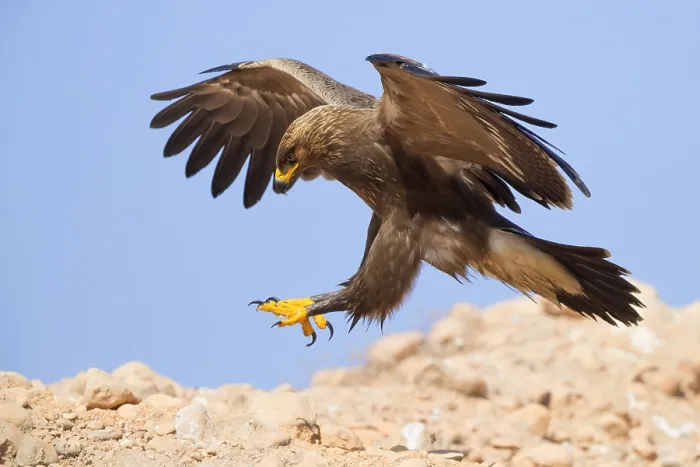 Framed Print : Print of a juvenile Lesser Spotted Eagle landing on the ground Framed Print : Print of a juvenile Lesser Spotted Eagle landing on the ground