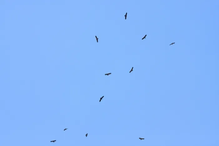 Framed Print : Lesser Spotted Eagle Print - Aquila pomarina Framed Print : Lesser Spotted Eagle Print - Aquila pomarina