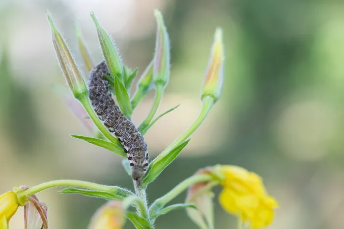 Framed Print : Macro Print of Proserpinus proserpina Caterpillar