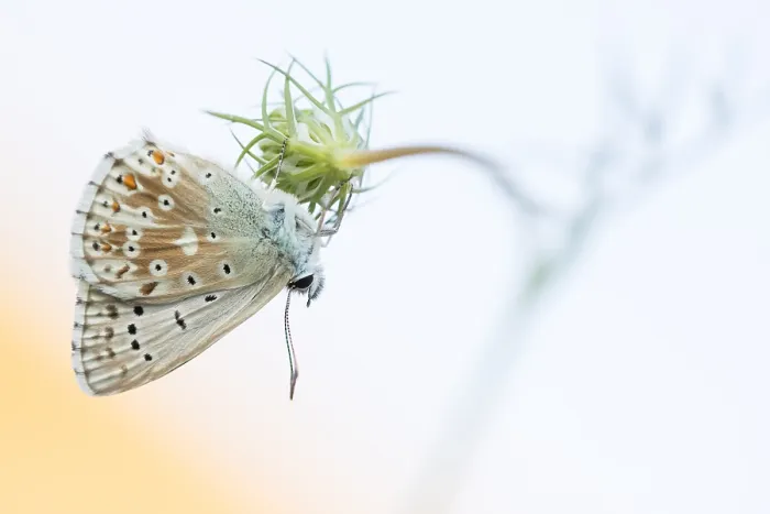 Framed Print : Macro Print of Adonis Blue Butterfly Framed Print : Macro Print of Adonis Blue Butterfly