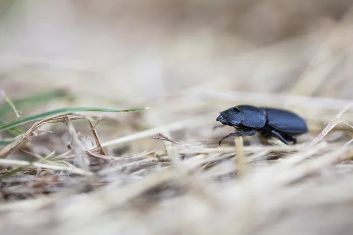 Framed Print : Marco Print of Lesser Stag Beetle Imago Framed Print : Marco Print of Lesser Stag Beetle Imago