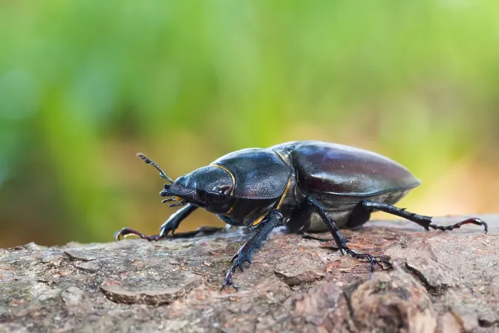Framed Print : Lucanus cervus Female Print Framed Print : Lucanus cervus Female Print