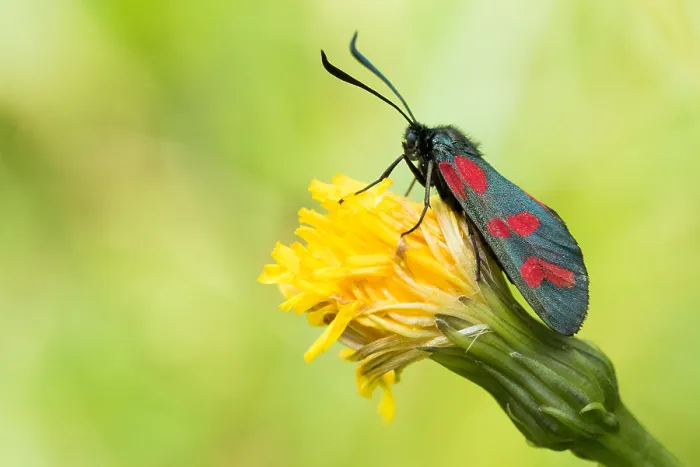 Framed Print : Six-spot Burnet Print, Insect Image Framed Print : Six-spot Burnet Print, Insect Image