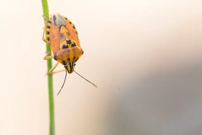 Framed Print : Carpocoris Pudicus Print, Italy Imago Framed Print : Carpocoris Pudicus Print, Italy Imago